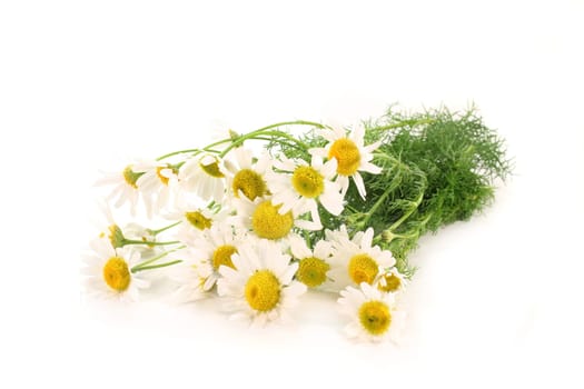a few stalks of fresh chamomile against a white background