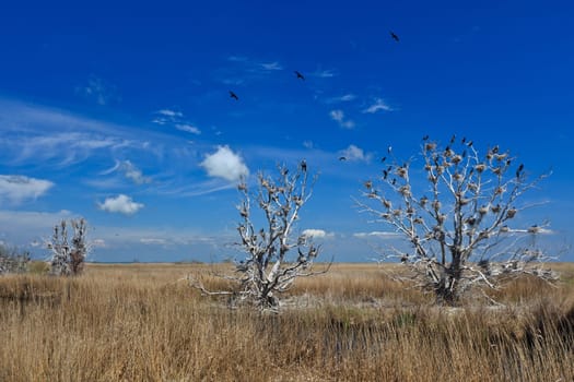cormorant nests in trees in Danube Delta, Romania