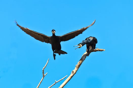 cormorants in a tree in Danube Delta, Romania
