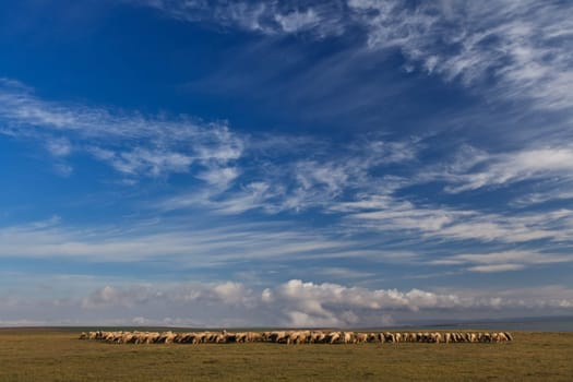 flock of sheep to graze on blue sky background