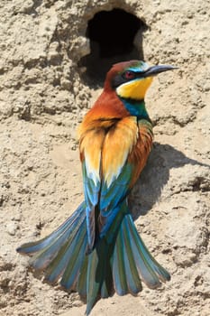 european bee eater (Merops Apiaster) the nest