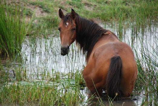 Arabian pony in the water pond