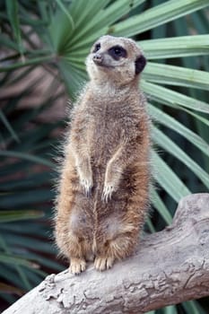 Meerkat, position monitoring.