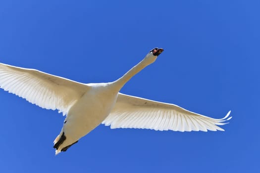 white swan in a sky blue flight
