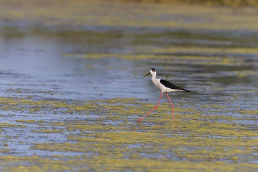 black winged stilt (Himantopus himantopus) in Danube Delta, Romania