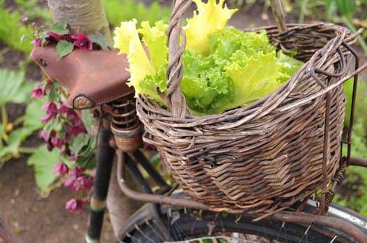 fresh,green salad