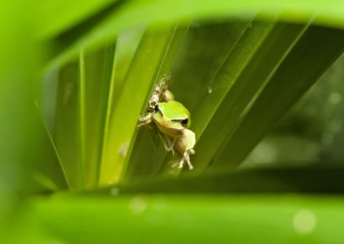 dwarf green tree frog in a bush