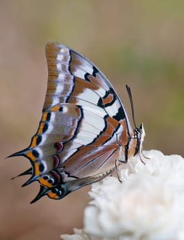 pretty swallowtail butterfly on a rose flower