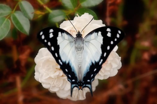 pretty swallowtail butterfly on a rose flower