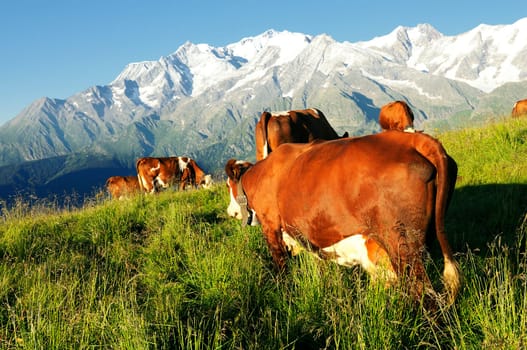 Cow, farm animal in the french alps, Tarine race cow, savy, beaufort sur Doron