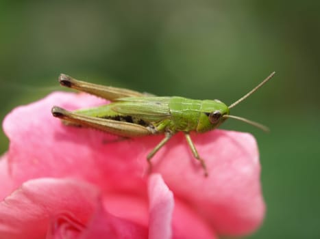 Heather grasshopper