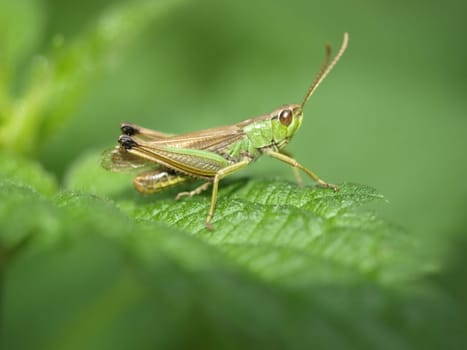 Meadow grasshopper