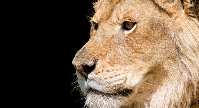 Portrait of a male lion in feline rescue center in Indiana. Isolated on black background