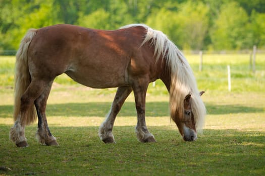 Beautiful horse in a meadow