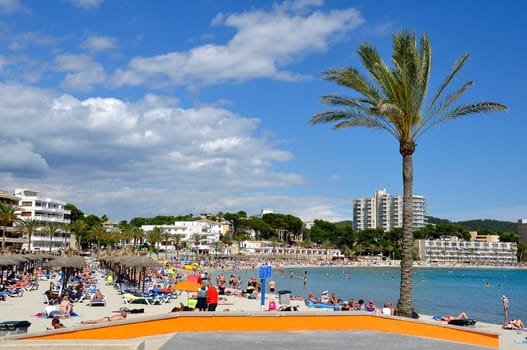 Palm tree on the beach