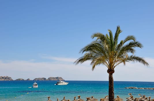 Palm tree on the beach