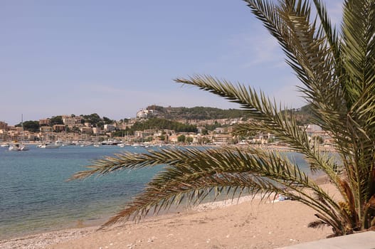Palm tree on the beach