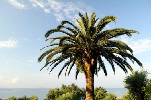 Palm tree on the Mediterranean Sea