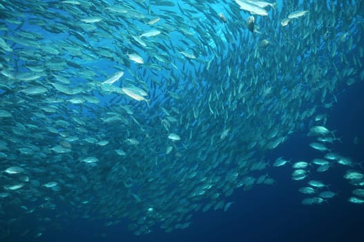 Mackerels