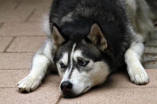 Husky