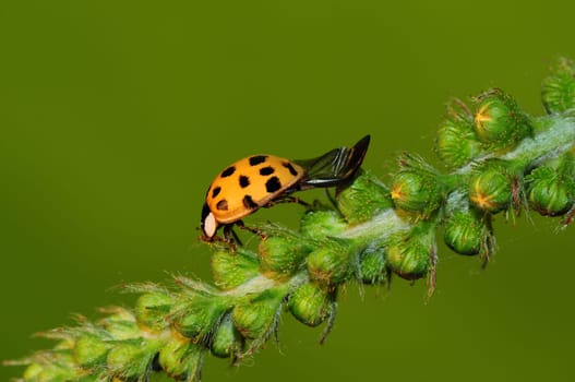 Ladybug -Coccinella septempunctata
