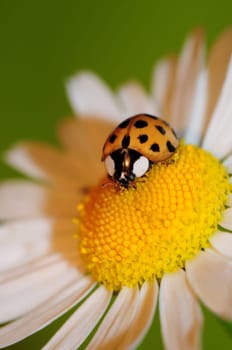Ladybug -Coccinella septempunctata