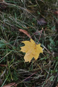 Dew drops on a fallen leaf. Concept of arrival of autumn, seasonal change of weather conditions. Autumn leave on green grass in park. Colorful autumn. Banner. macro closeup.