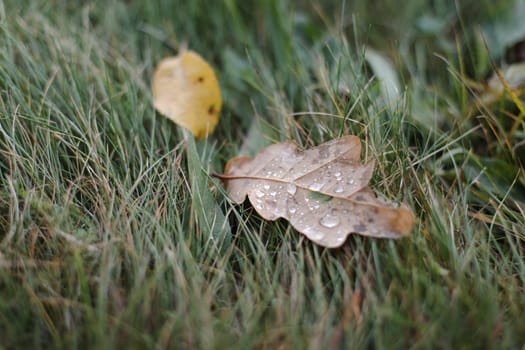 Dew drops on a fallen leaf. Concept of arrival of autumn, seasonal change of weather conditions. Autumn leave on green grass in park. Colorful autumn. Banner. macro closeup.