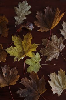 Maple leaves. Collection of multicolored fallen autumn leaves isolated on dark background.