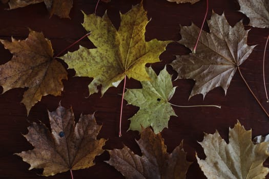 Maple leaves. Collection of multicolored fallen autumn leaves isolated on dark background.