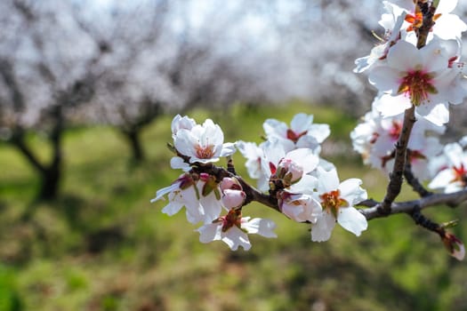 Beautiful almond blossoms on the almont tree branch