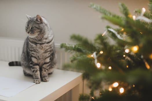 Funny tabby cat and the decorated Christmas tree. Merry Christmas and New Year