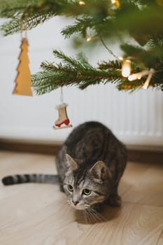 Gray striped beautiful cat under the Christmas tree decorated with toys. High quality photo