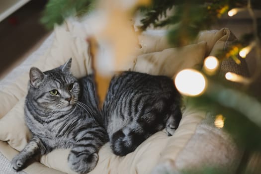 Funny tabby cat and the decorated Christmas tree. Merry Christmas and New Year