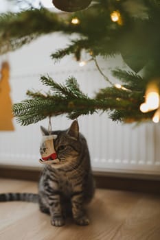 Gray striped beautiful cat under the Christmas tree decorated with toys. High quality photo
