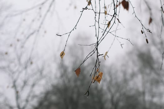 Tree crown without leaves, bare branches, winter. High quality photo. Branch of autumn tree against the sky. Beautiful autumn frame