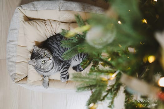 Funny tabby cat and the decorated Christmas tree. Merry Christmas and New Year