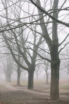 mysterious scene of autumn nature in the foggy morning. High quality photo