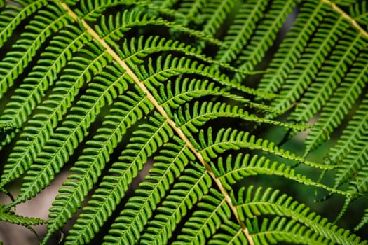 Close up view Sphaeropteris cooperi or Cyathea cooperi lacy tree fern, scaly tree fern alsk known Austrialian tree fern green leaf fronds and leaflets texture and pattern