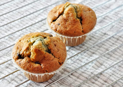 Two freshly baked blueberry muffins