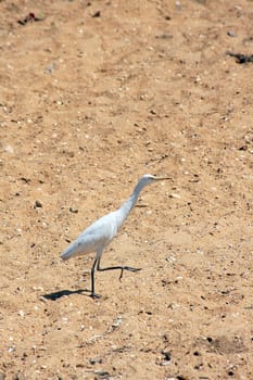 White heron on the beach of Sri Lanka