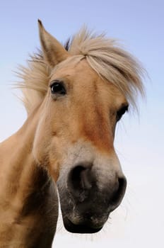 Horse portrait