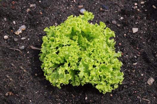 Head of lettuce in the garden