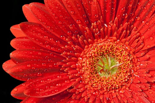 closeup red gerbera daisy with drops of water