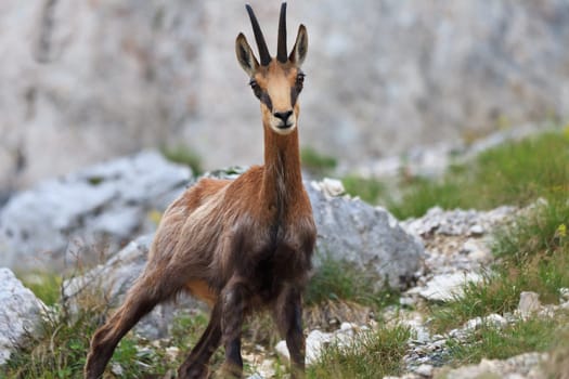 chamois (Rupicapra Carpatica) who goes on a mountain