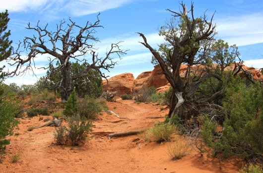 Two almost dead trees form a gate