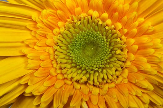 texture with a beautiful yellow gerbera flower