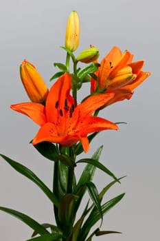 orange lily isolated with drops of water