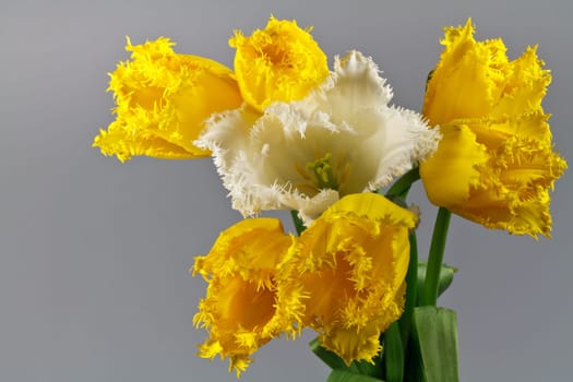 bouquet of tulips on a white background