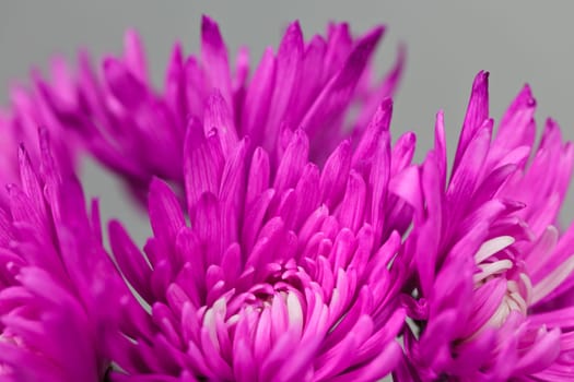 detail with petals of pink Chrysanthemum flowers